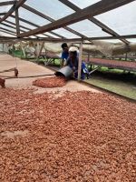 Natural Dry Cocoa Beans from SAO TOME and PRINCIPE