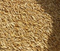 Oats Seed