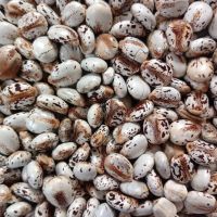 Castor Seeds
