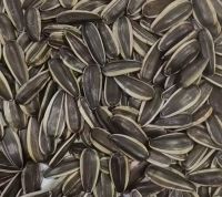 Sunflower Seed NO.361
