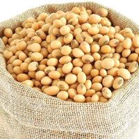 Soyabean