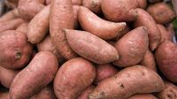 100% Natural Fresh Sweet Potatoes Exported at Cheap Prices