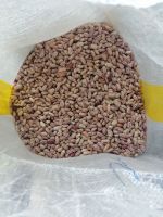 White Beans (Cannellini, Navy, Faba Beans)