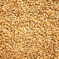 Wheat Grain