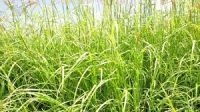 Rhodes Grass