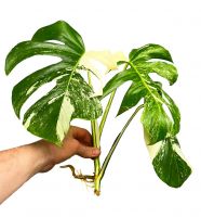 Monstera Variegata