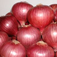 Fresh Organic Onion Bulbs Natural & High Quality | Bulk Supply