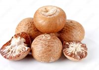 Organic Betel Nuts-Premium Quality | Bulk Export South Africa