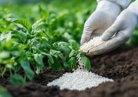 Granular Urea Fertilizer 46% Nitrogen (Prilled Urea Available)