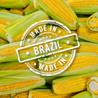 Corn