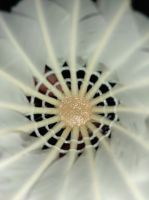 Custom Shuttlecock Grade B