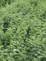 Natural Organic Pregnancy Tea Dried Raspberry Leaves Fu Peng Zi Ye Wholesale Chinese Herbal Tea