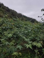 2025 Wholesale High Quality Dried Raspberry Leaf Tea Organic Blended Health Bagged Tea 20 Teabags No Additives Best Price