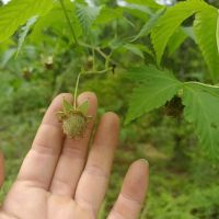 raspberry sweet leaf can make it into natural plant sweeteners widely used in drink, food, health care, beauty, medicine and other industries.