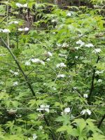 Premium Organic Slimming Health Herbal Tea Leaf Loose Red Raspberry Bulk Box