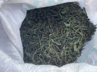 Raspberry sweet leaf Can Lower Blood Pressure and Is a Natural Sweetener Medicine, Sugar, Tea - All in One