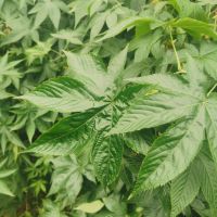 sweet blackberry leaf the best natural sugar substitute for everyone low-calorie sweetener