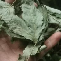 sweet blackberry leaf the best natural sugar substitute for everyone low-calorie sweetener