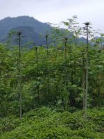 Sweet Tea is also known as Chinese Blackberry Tea , this sweet tea contains a natural sweetener Rubusoside