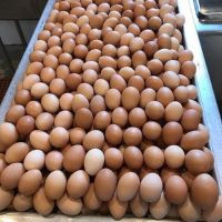 Premium Quality Fresh Eggs