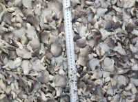 Oyster mushroom in brine