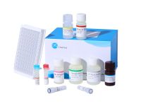 Rat TNF-ÃÂ± (Tumor Necrosis Factor Alpha) ELISA Kit
