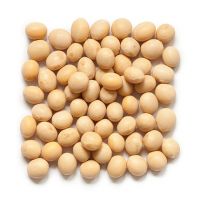 High Quality Non GMO Soybean /Soybean for Sale