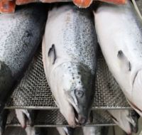 Frozen Atlantic Salmon Fish
