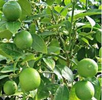 Fresh lime fruit is rich in benefits