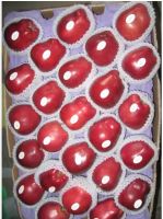 Fuji Delicious Apples