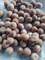 Betel Nuts