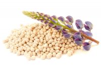 Bulk Lupin Protein Powder - High Protein Plant-Based Ingredient for Food & Supplements