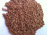 Buckwheat Groats
