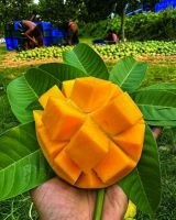 The World Best Fresh Testy Bangladeshi