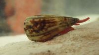 Cone Snail Venom