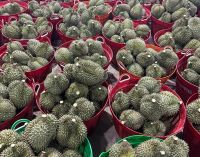 VIETNAMESE FRESH DURIAN FOR EXPORT WHOLE FRUIT