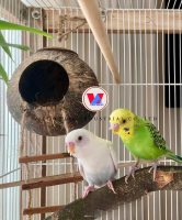  Coconut Shell Bird's