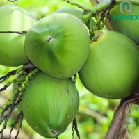 Vietnam Fresh Coconut