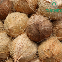Vietnamese De-husked Coconut | Bulk Food Grade | Premium Quality