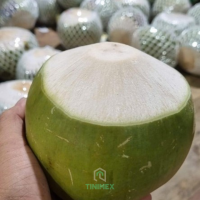 Vietnam Siam Green Husk Coconuts | Consistent Quality B2B Source | Global Export