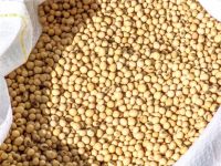Soya Beans