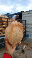 Semi-Husked Mature Coconuts