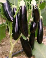 Fresh Eggplant