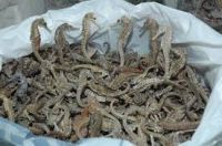 Dried Sea Horse Exporter for Medicinal and Traditional Use