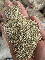 Green Millet