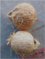 Mature Coconut From Indonesia