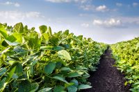 Soybean NON-GMO