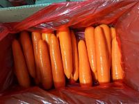 fresh carrot S grade