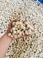 Indonesian Candlenuts Superior Quality For The