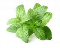 Malaysia Daddy Farm Local Peppermint With Lowest Price For Supermarket